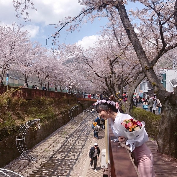 Khung cảnh hoa anh đào ở Hàn Quốc vào mùa xuân