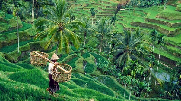 Đồng ruộng sống ảo Tegallalang tại Bali Indonesia